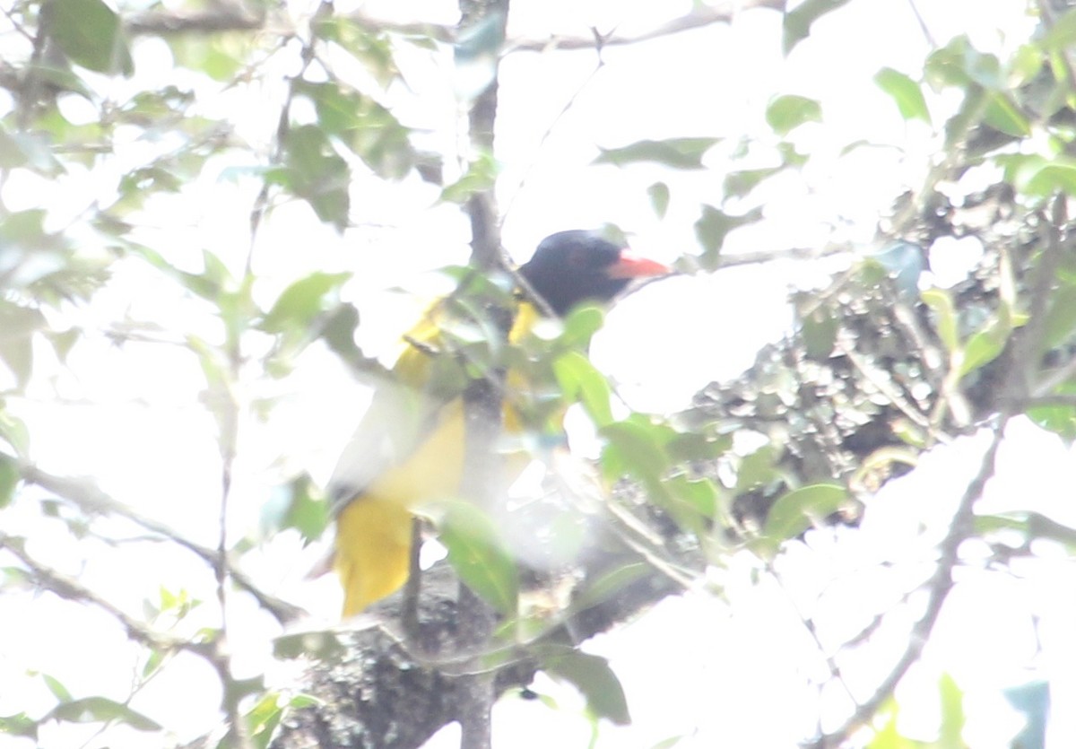 Ethiopian Black-headed Oriole - ML632346804