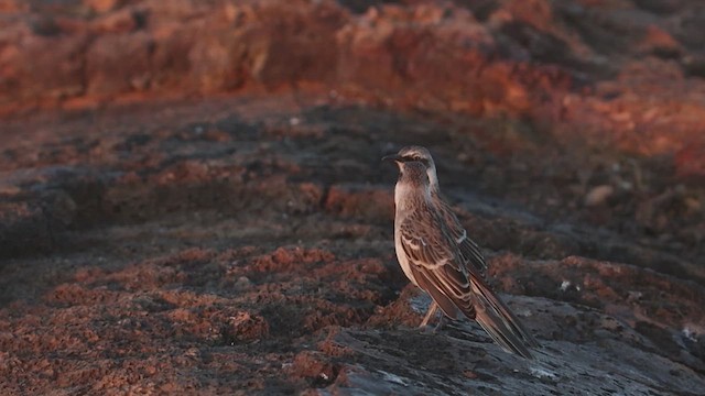 Galapagos Taklitçisi - ML632346815