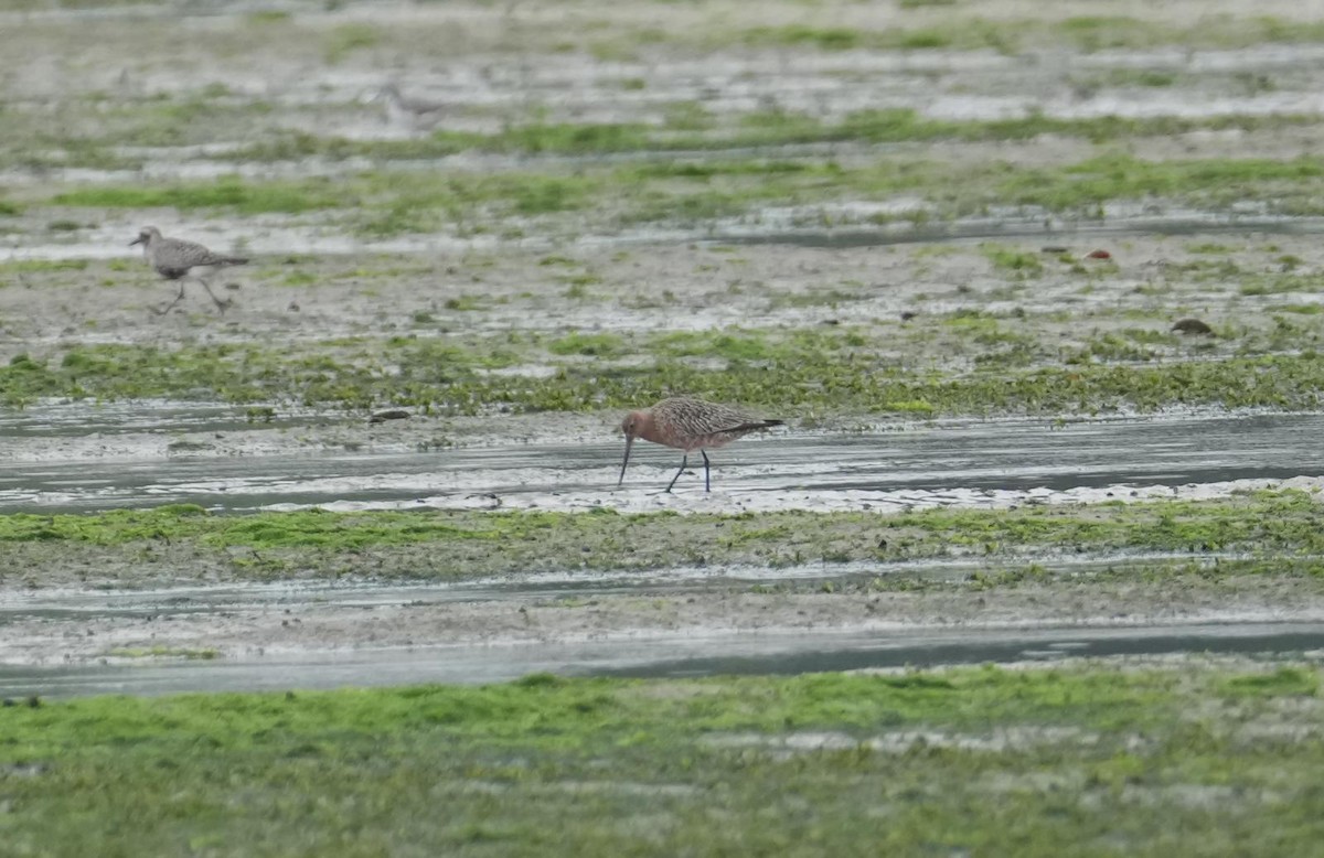 Bar-tailed Godwit - ML632346894