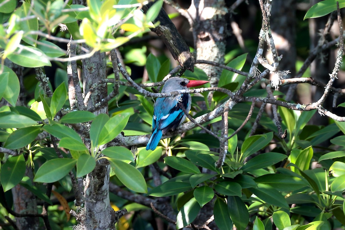 Mangrove Kingfisher - ML632346950