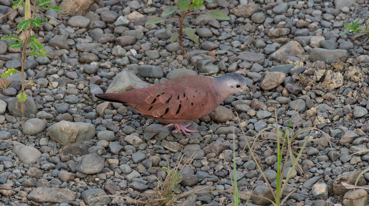 holoubek skořicový - ML632347014