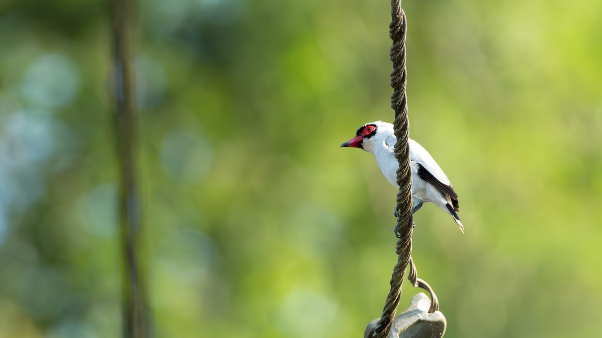 Masked Tityra - ML632347018