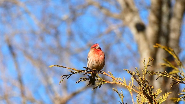 House Finch - ML632347036