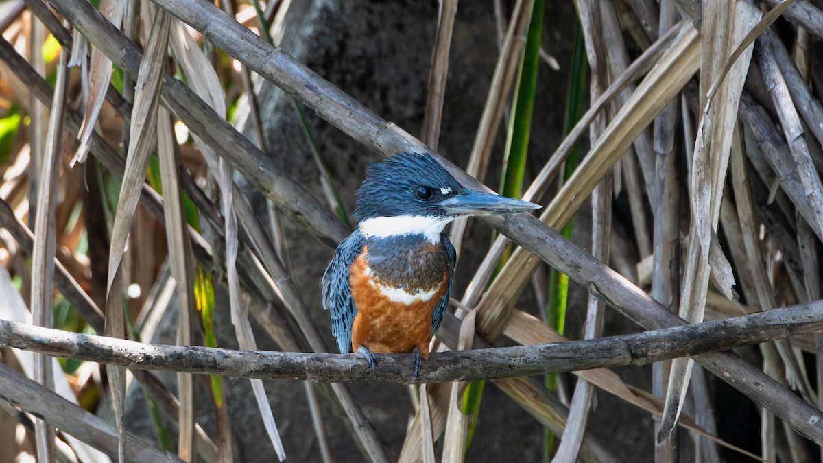 rybařík obojkový - ML632347037