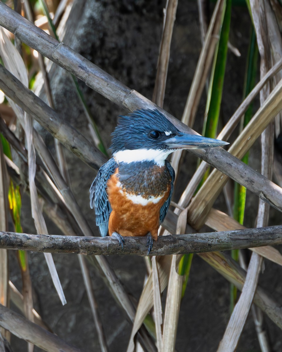 rybařík obojkový - ML632347038