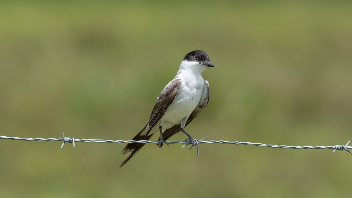 tyran savanový - ML632347042