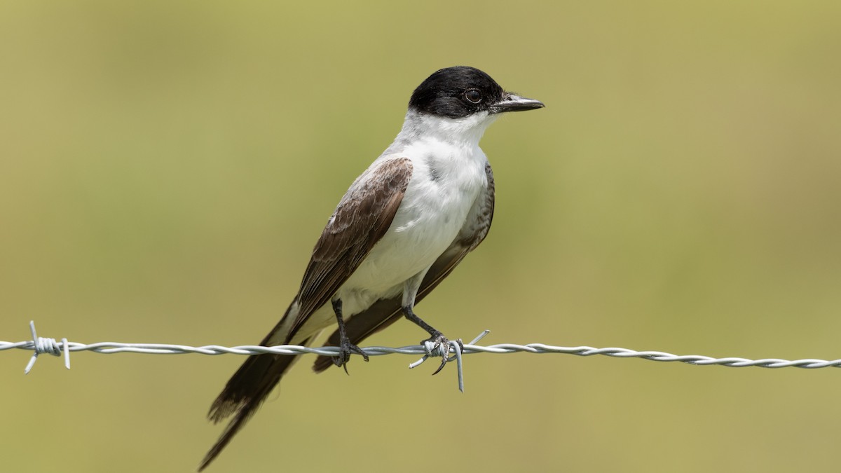 tyran savanový - ML632347043