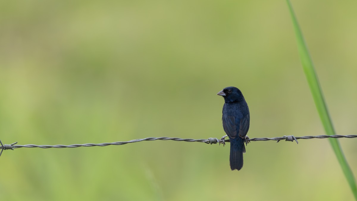 Blue-black Grassquit - ML632347044