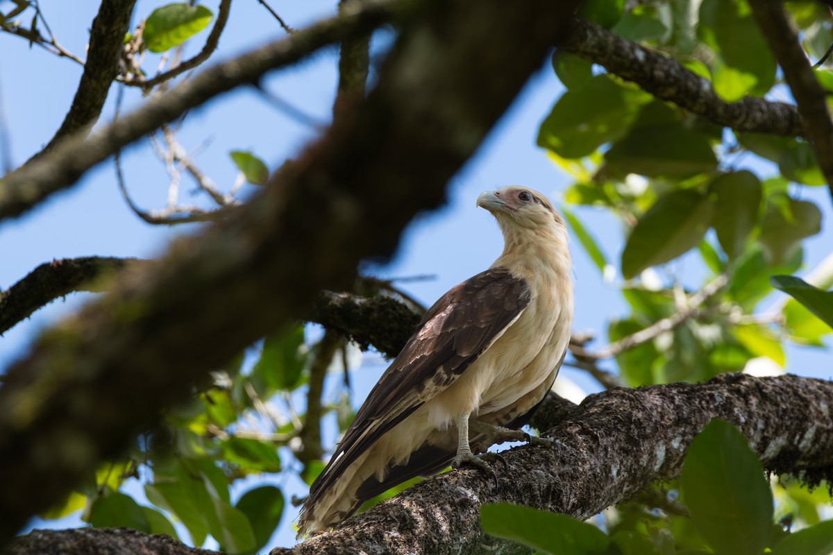 čimango žlutavý - ML632347045