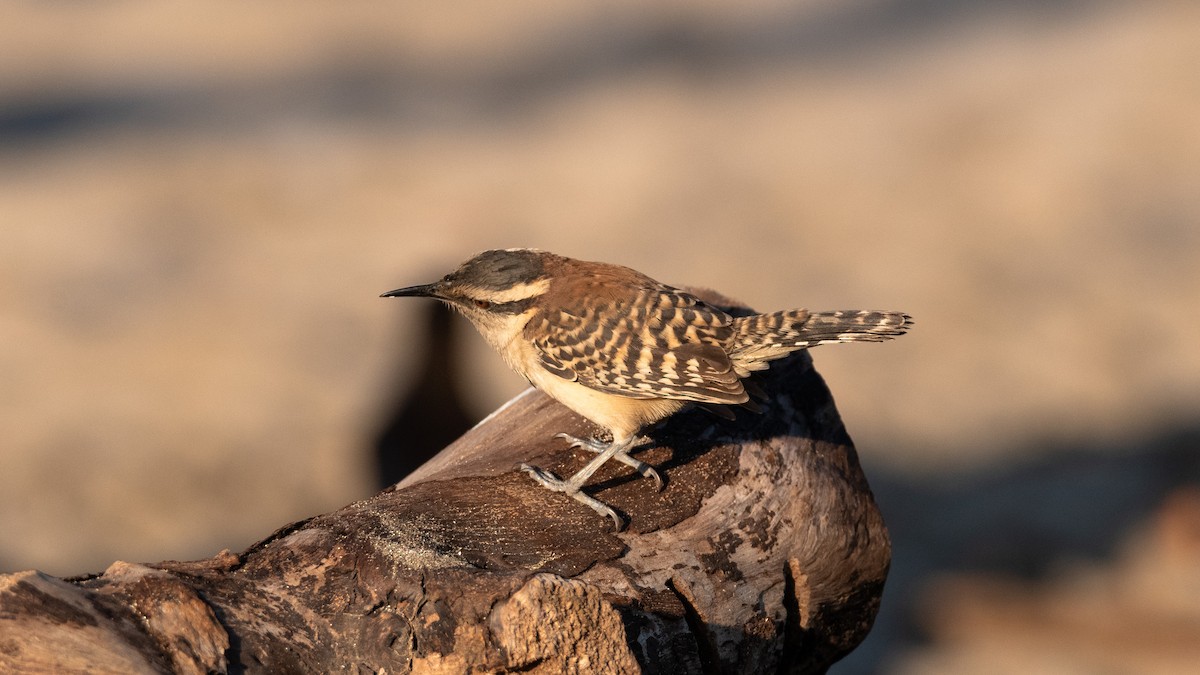 střízlík rezavohřbetý - ML632347105