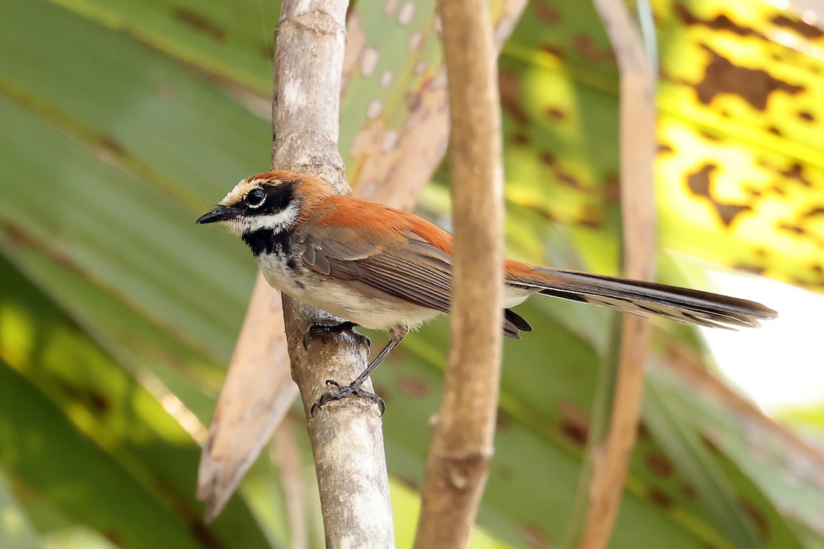 Supertramp Fantail - ML632347134