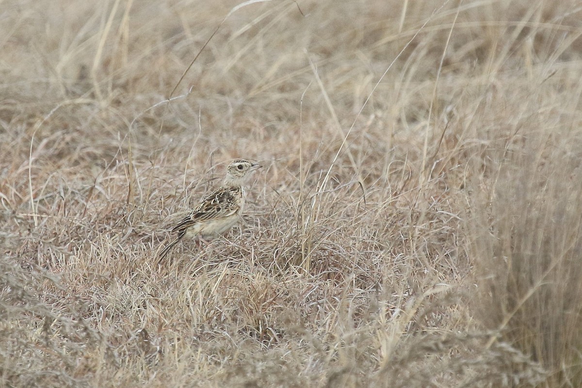 ニセヤブヒバリ - ML632347163