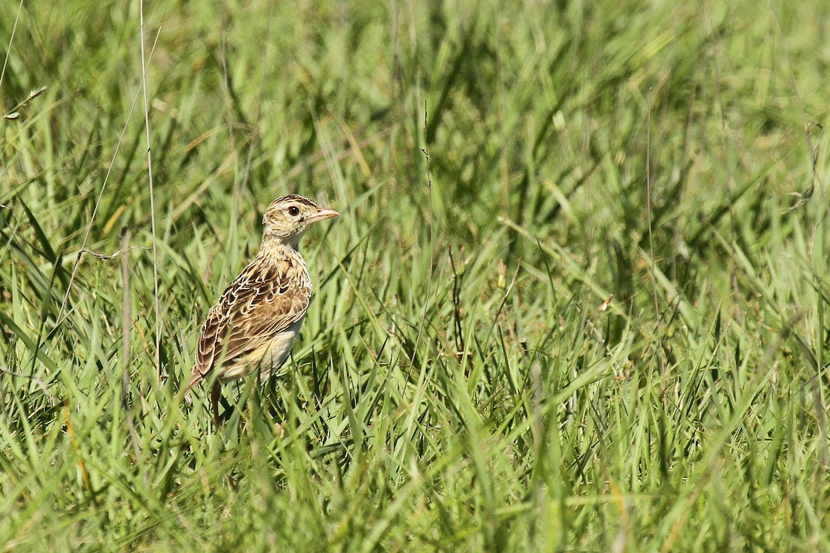 ニセヤブヒバリ - ML632347165