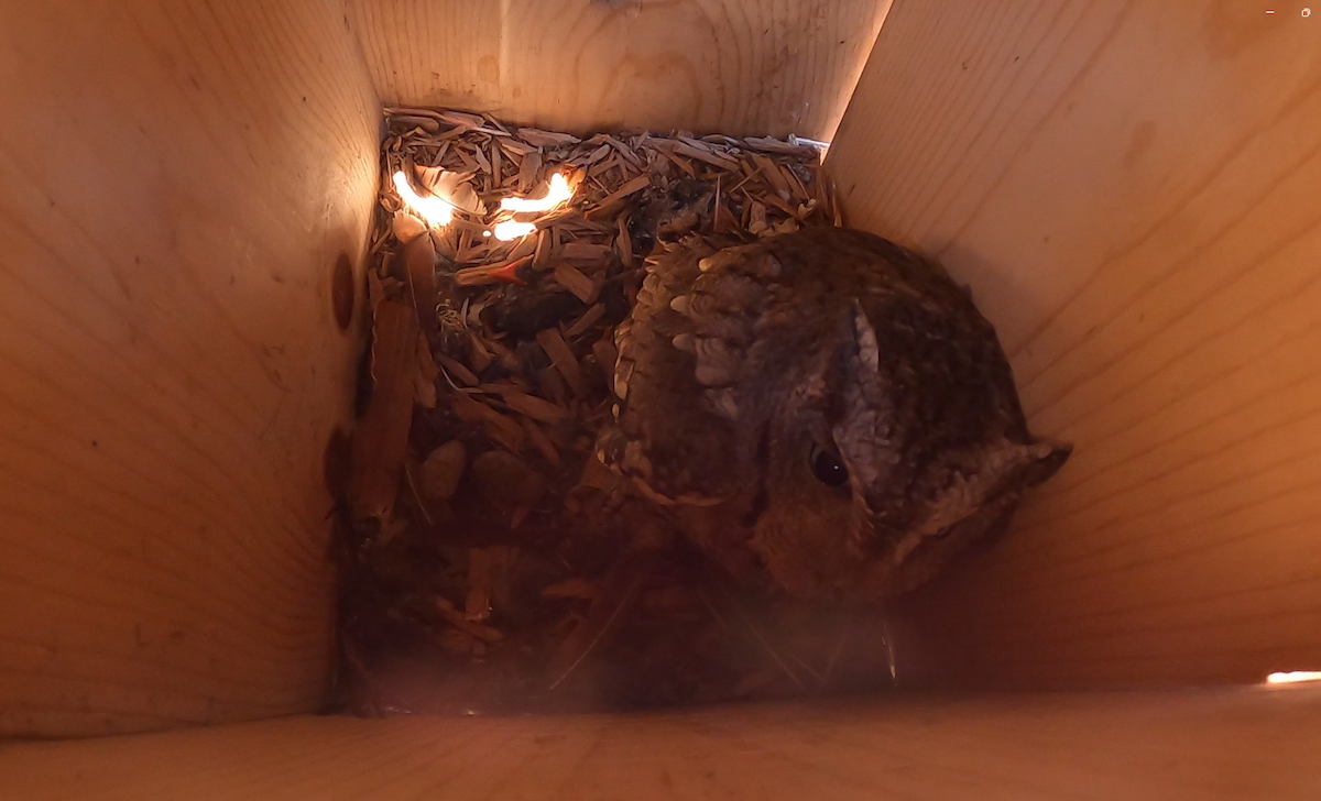 Eastern Screech-Owl - ML632347206