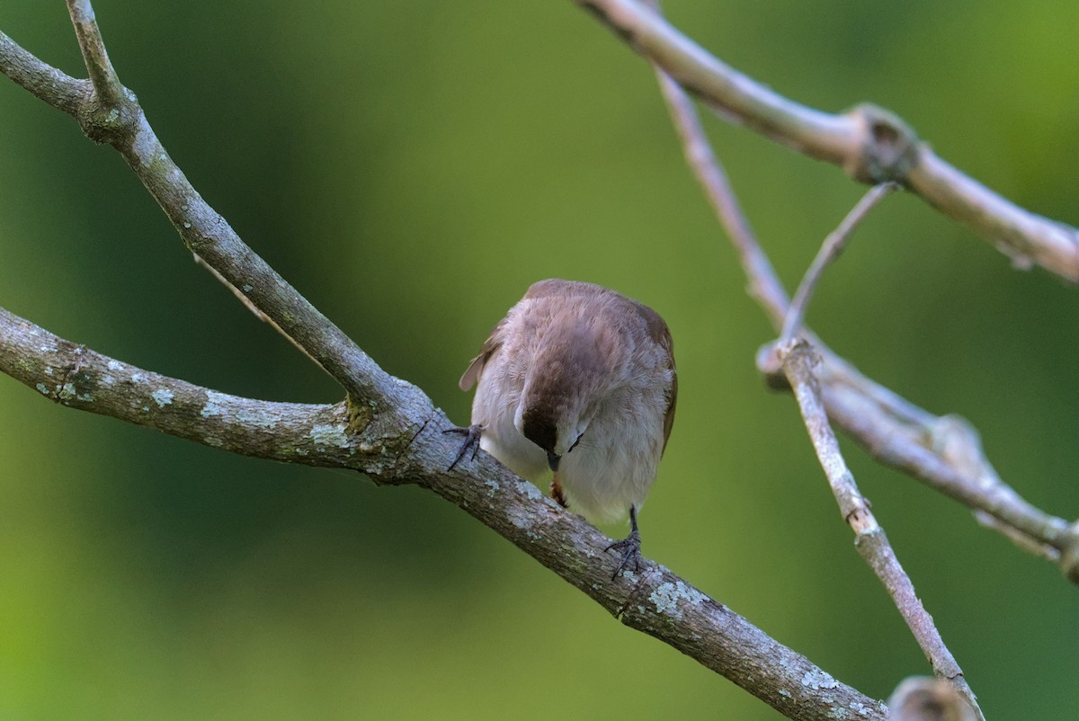 Yellow-vented Bulbul - ML632347233