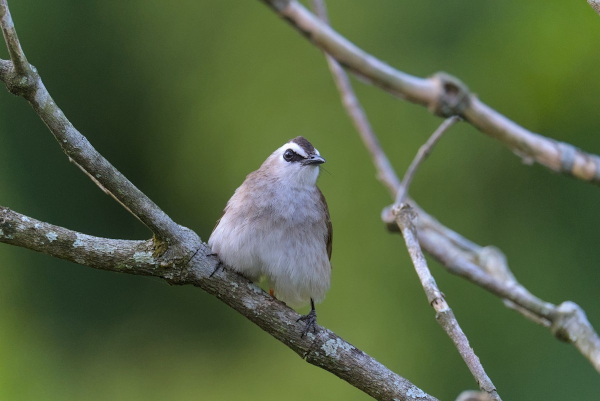 Yellow-vented Bulbul - ML632347234