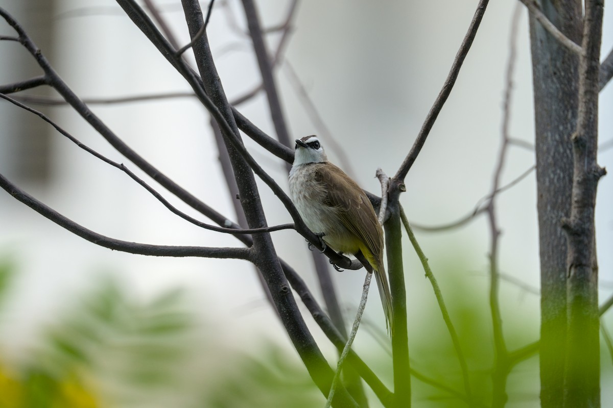 Yellow-vented Bulbul - ML632347236