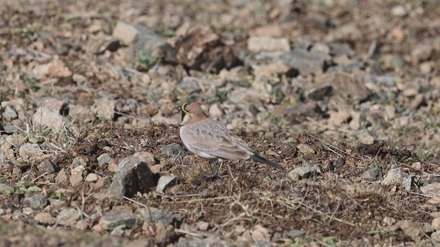 Horned Lark (Atlas) - ML632347246