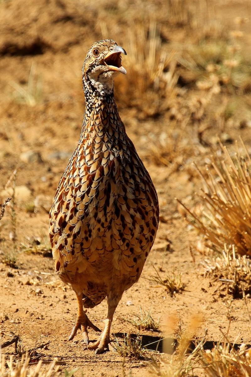 Orange River Francolin (Orange River) - ML632347369