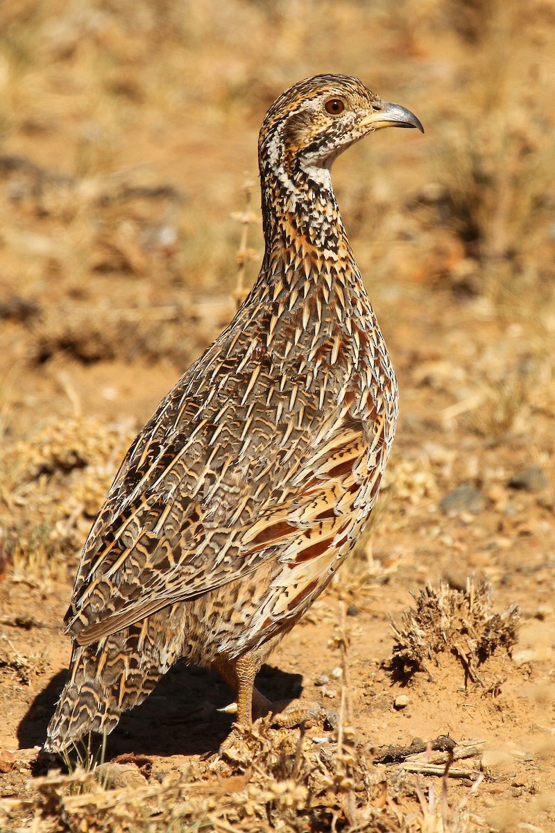 Orange River Francolin (Orange River) - ML632347372
