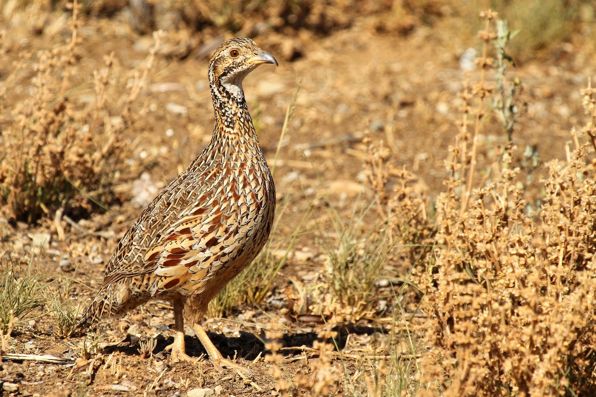Orange River Francolin (Orange River) - ML632347373
