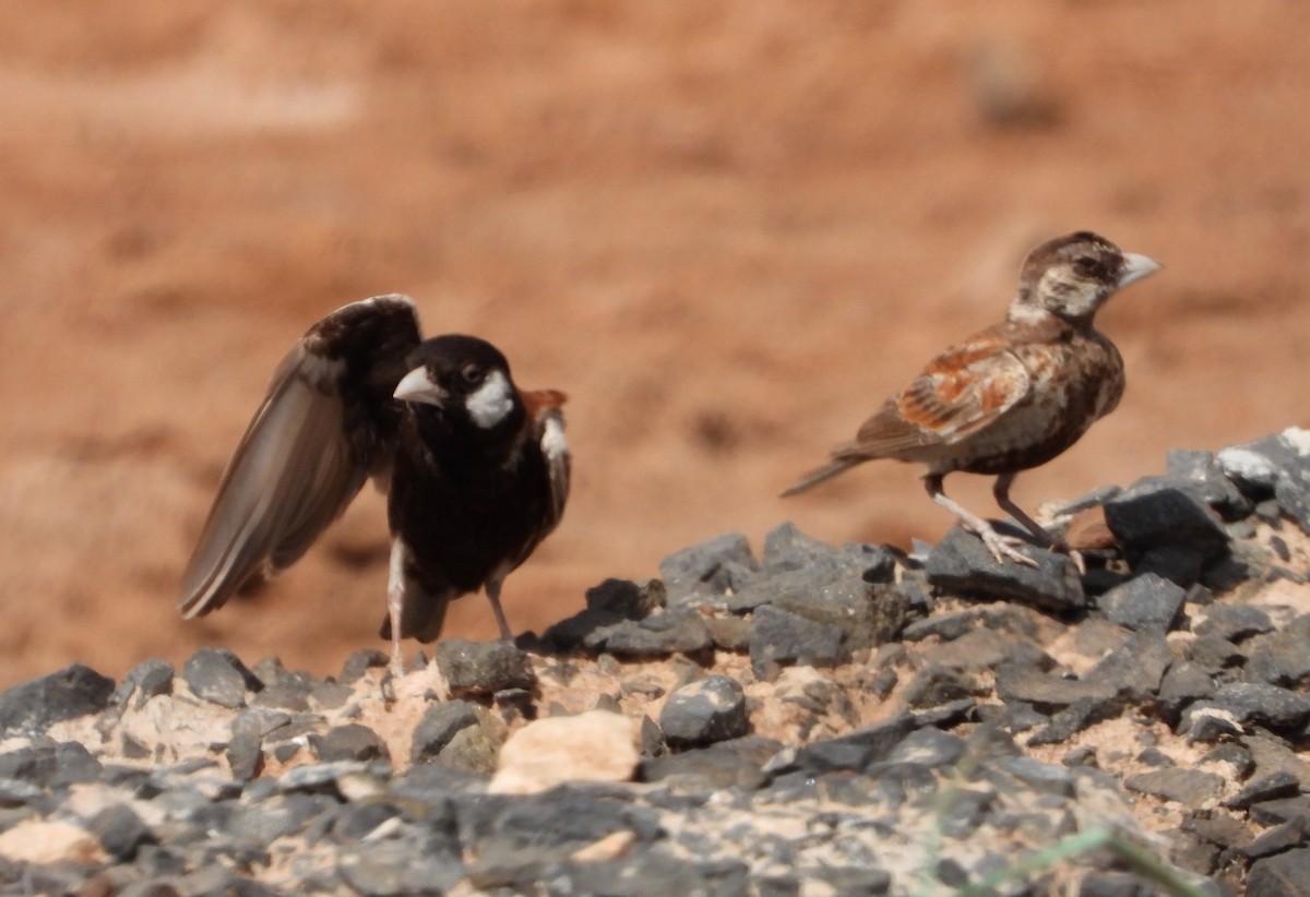 Chestnut-backed Sparrow-Lark - ML632347434