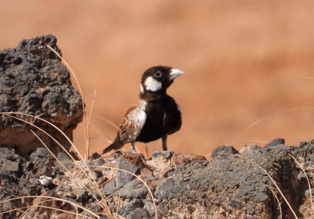 Chestnut-backed Sparrow-Lark - ML632347436
