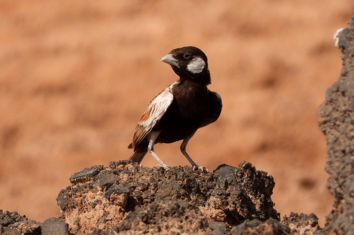 Chestnut-backed Sparrow-Lark - ML632347437