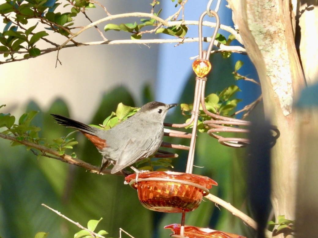 Gray Catbird - ML632347535