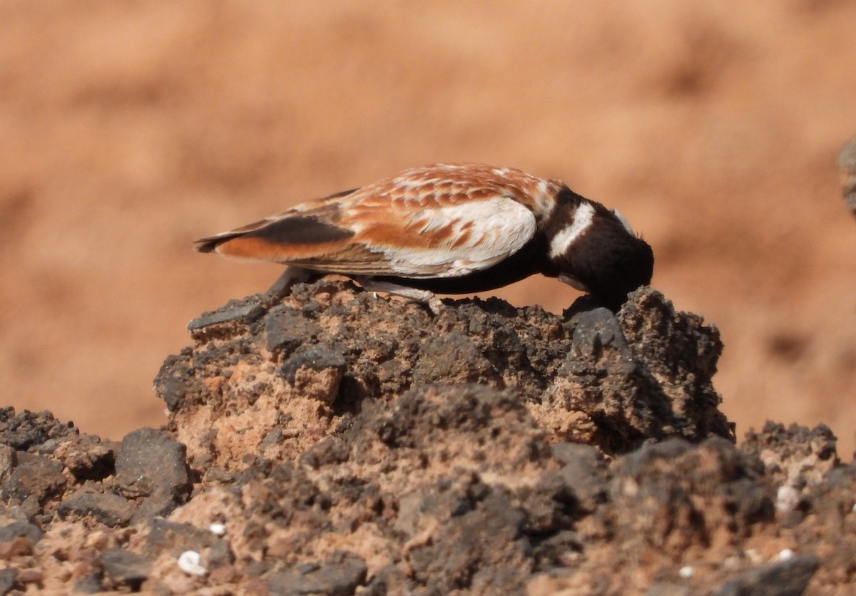 Chestnut-backed Sparrow-Lark - ML632347707
