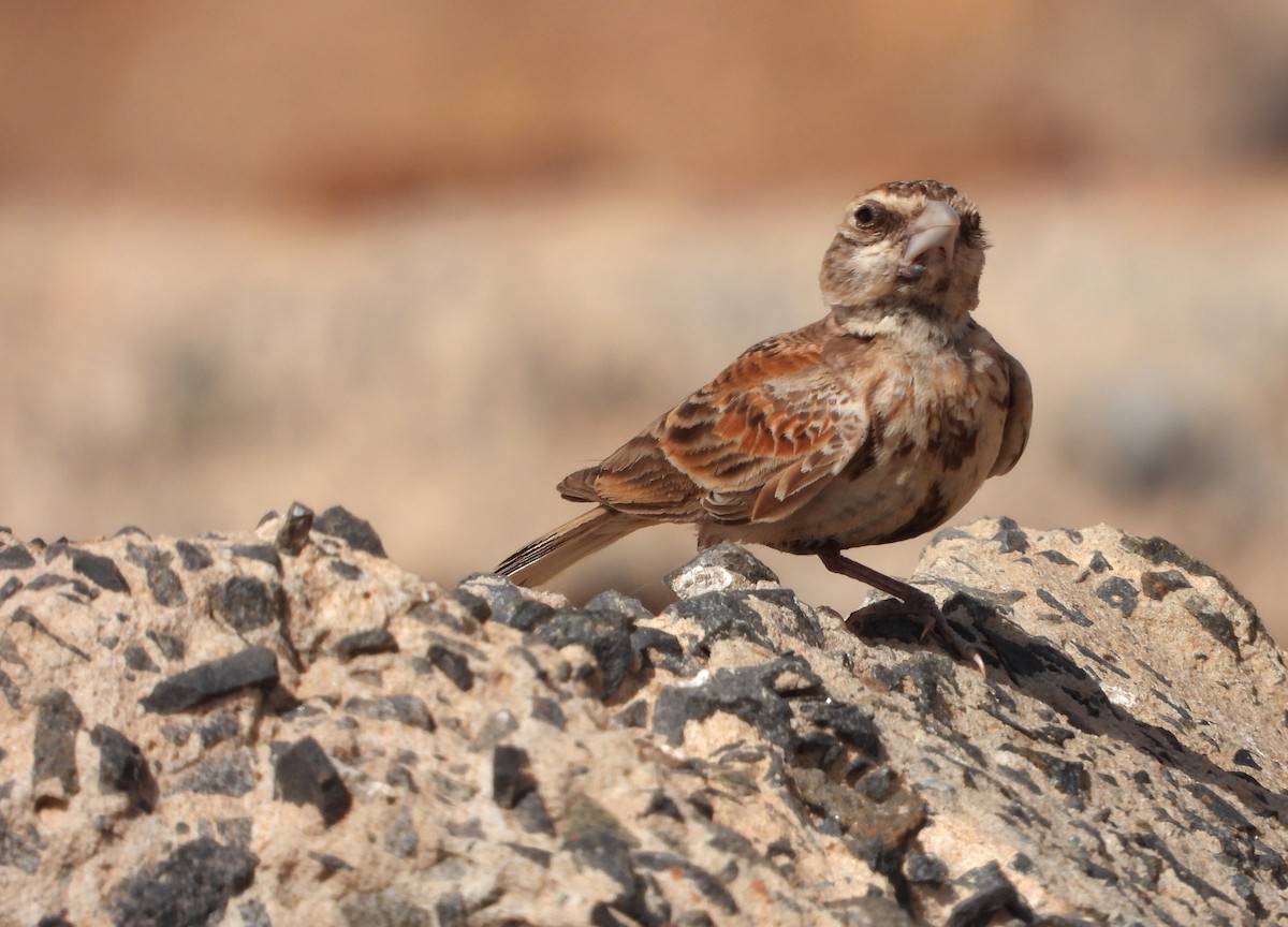 Chestnut-backed Sparrow-Lark - ML632347709