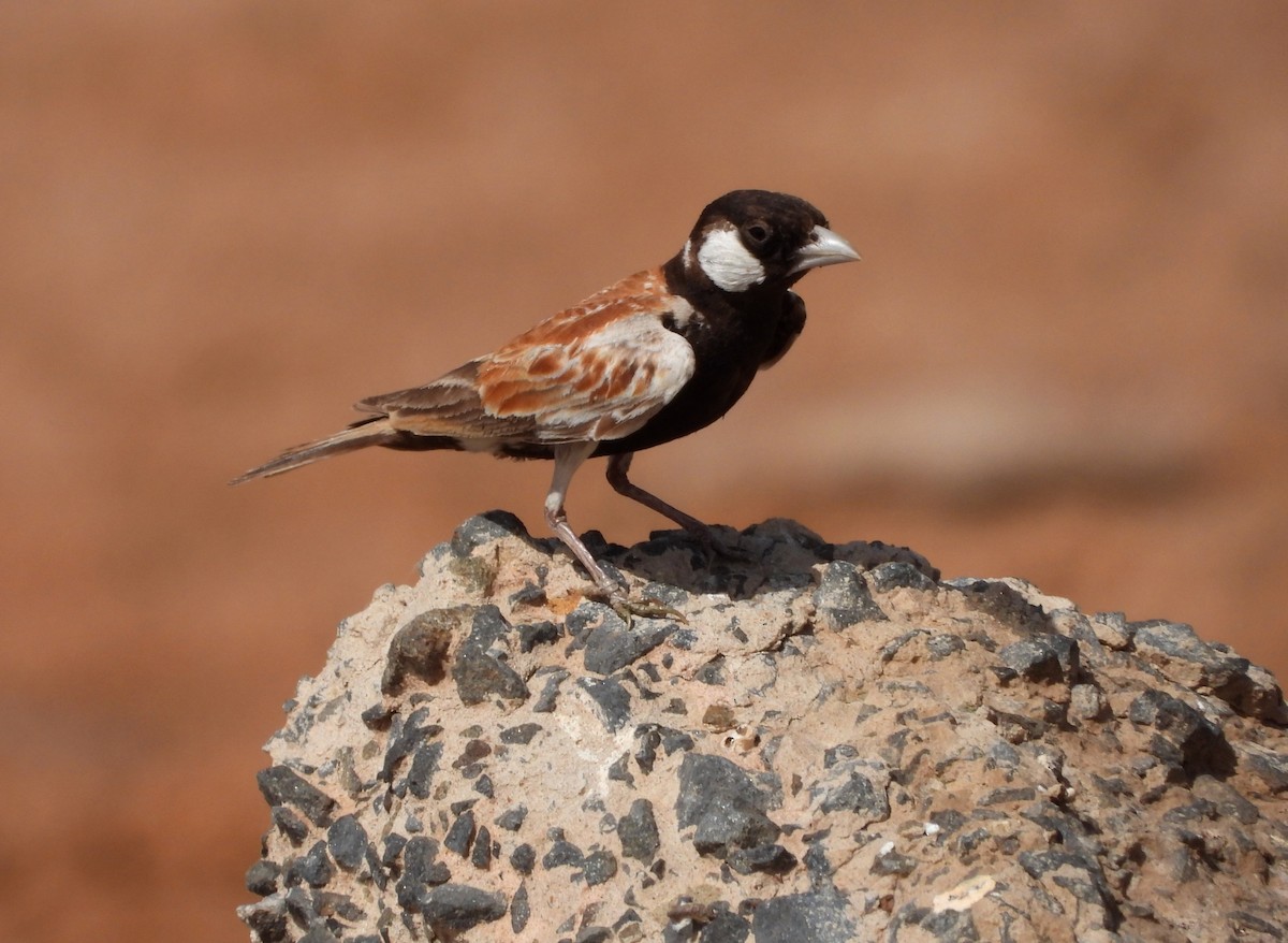 Chestnut-backed Sparrow-Lark - ML632347722