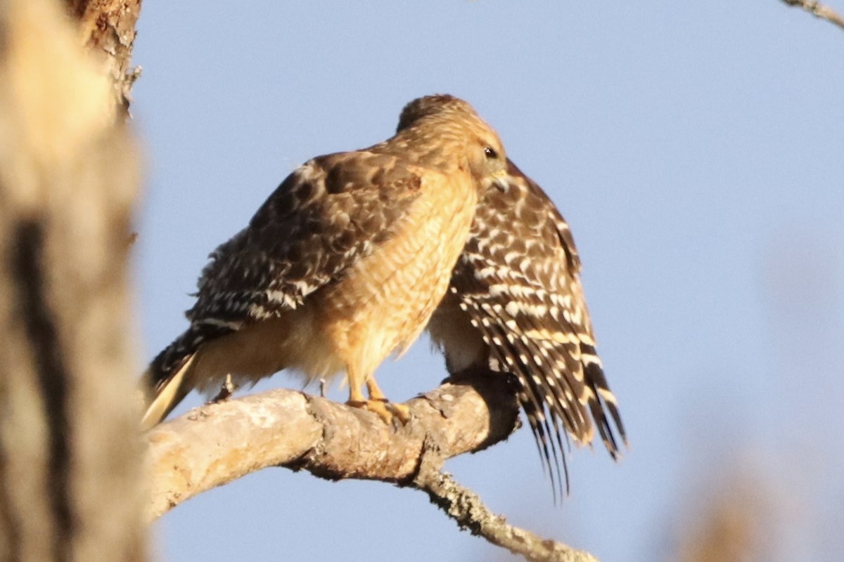 Red-shouldered Hawk - ML632347730