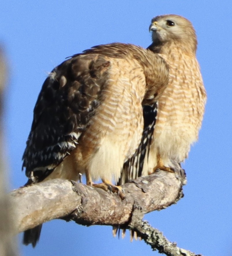Red-shouldered Hawk - ML632347731