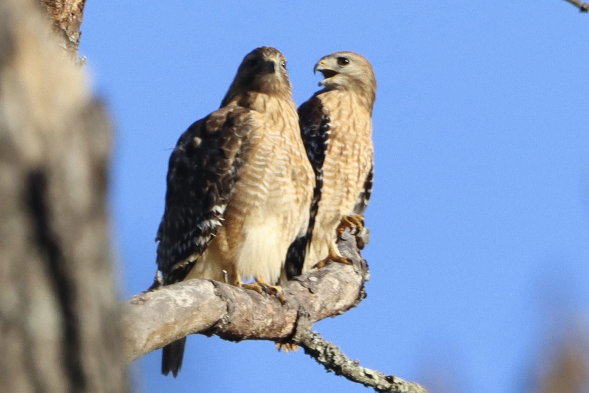 Red-shouldered Hawk - ML632347732
