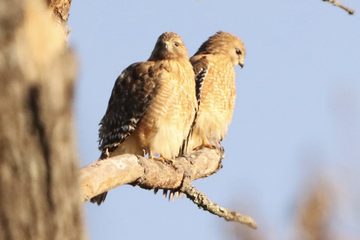 Red-shouldered Hawk - ML632347733