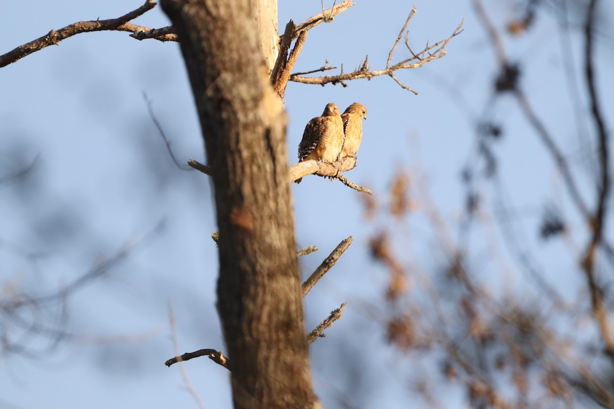 Red-shouldered Hawk - ML632347734