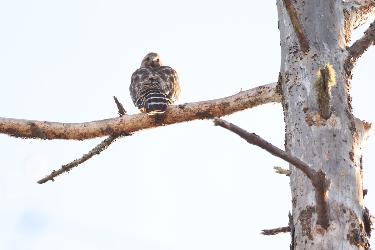 Red-shouldered Hawk - ML632347743