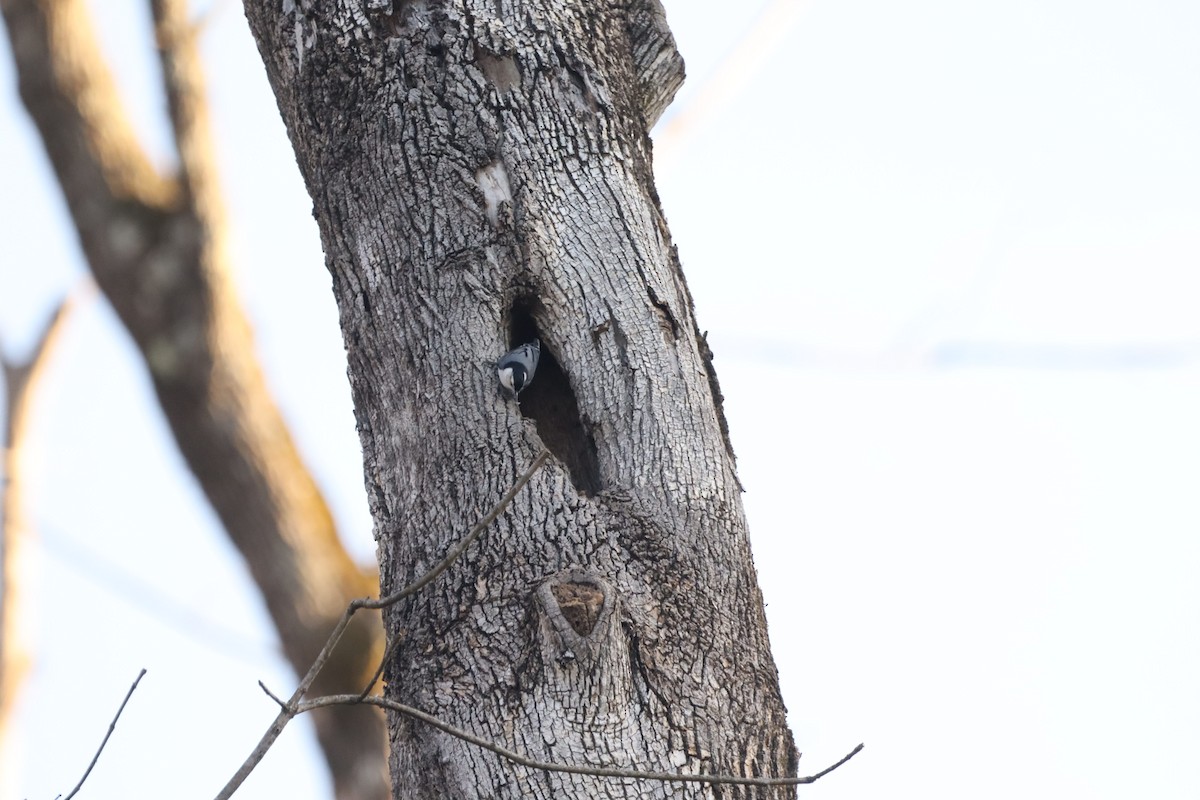 White-breasted Nuthatch - ML632347758
