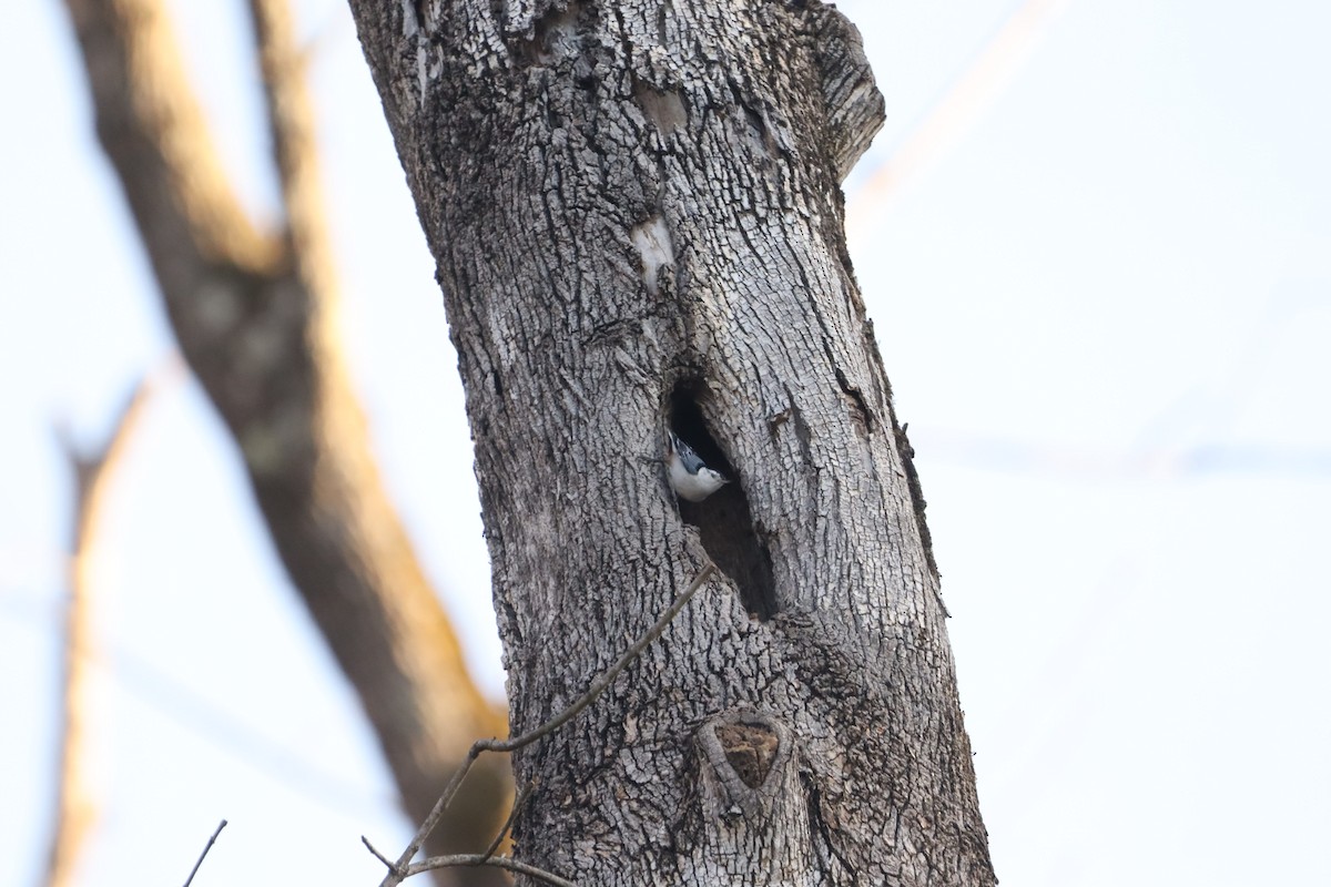 White-breasted Nuthatch - ML632347759