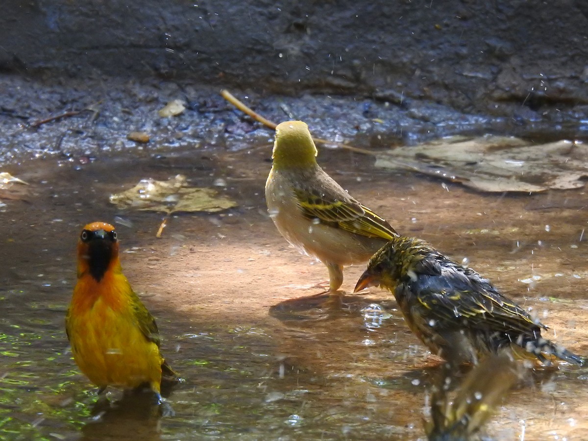 Olive-naped Weaver - ML632347844