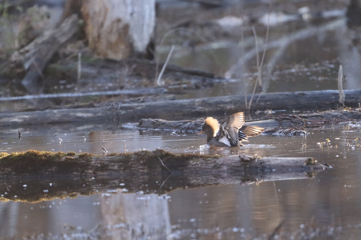 Hooded Merganser - ML632347882