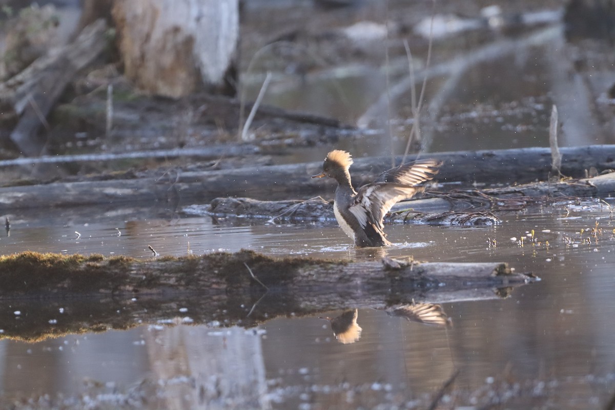 Hooded Merganser - ML632347883