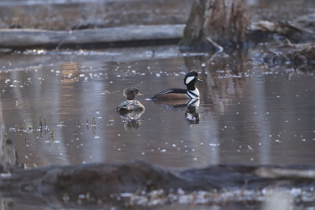 Hooded Merganser - ML632347884