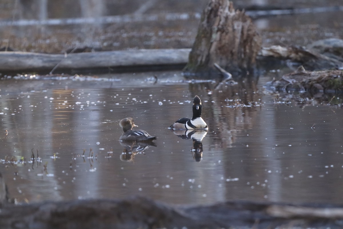 Hooded Merganser - ML632347885