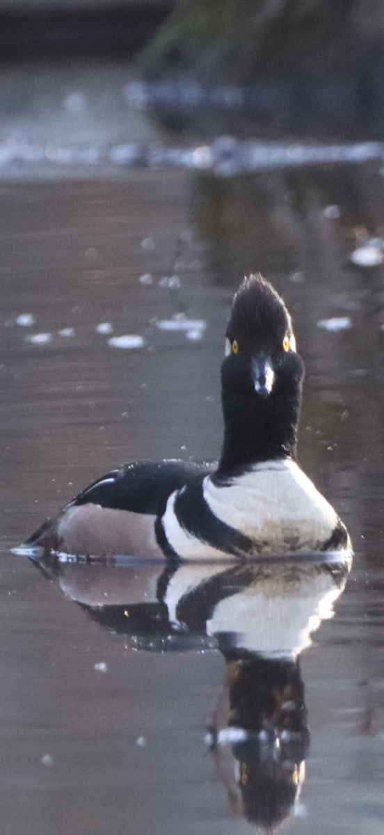 Hooded Merganser - ML632347886