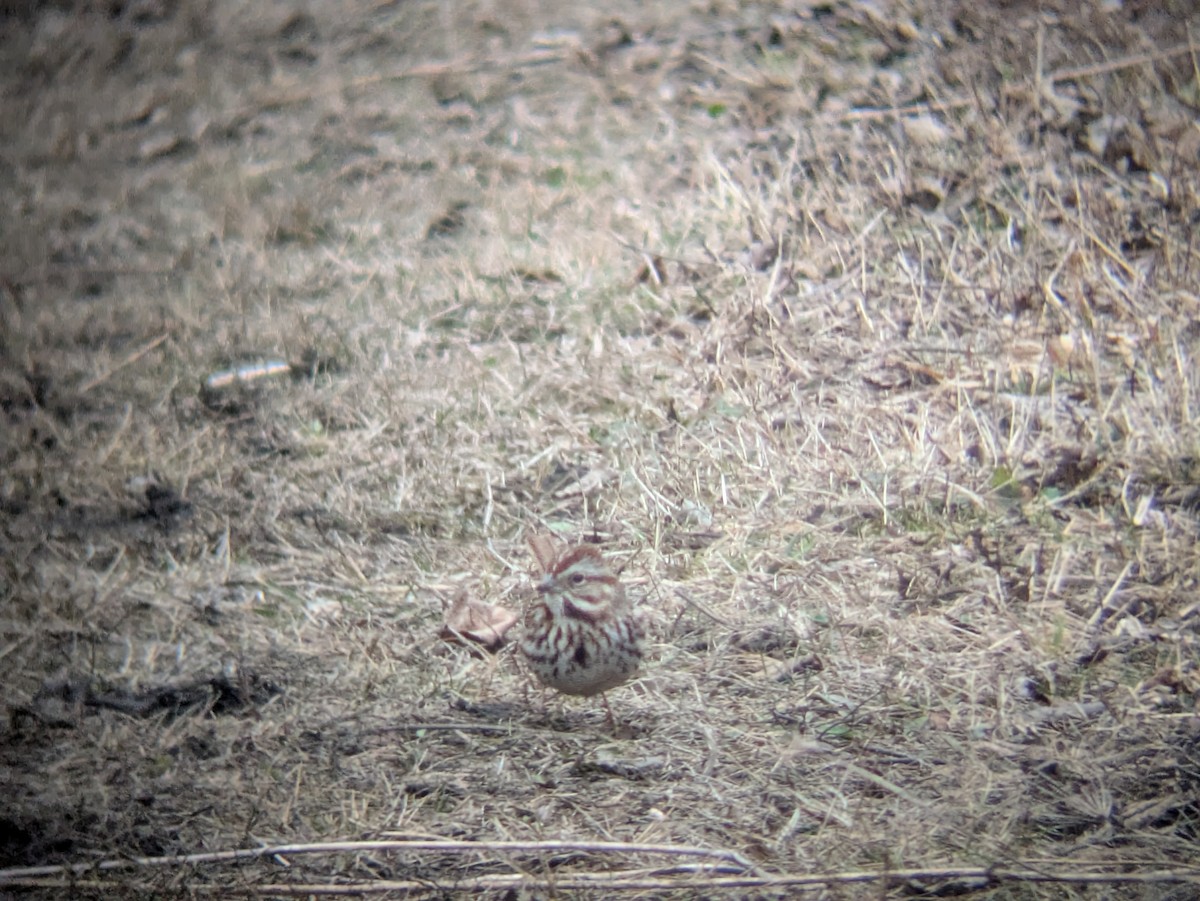 Song Sparrow - ML632347959