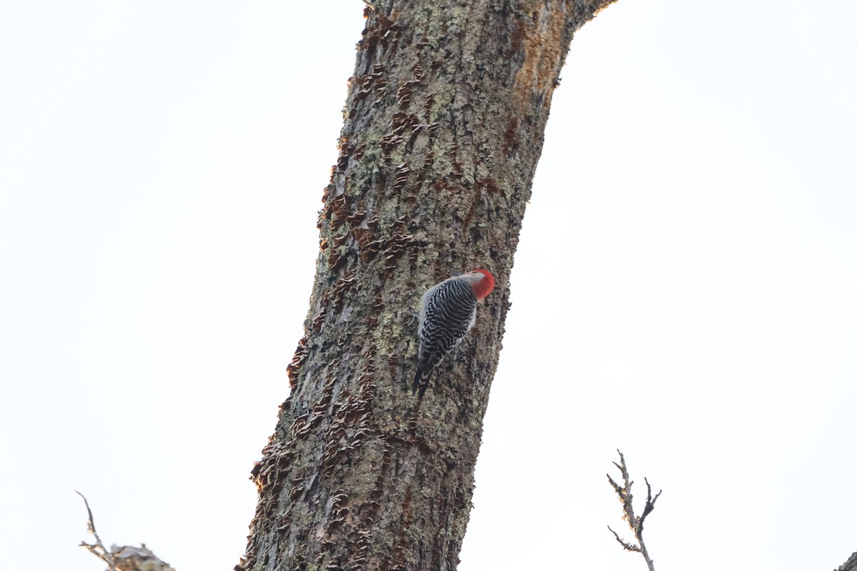 Red-bellied Woodpecker - ML632347970