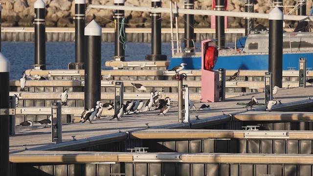 Kelp Gull - ML632348403
