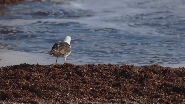 Kelp Gull - ML632348537